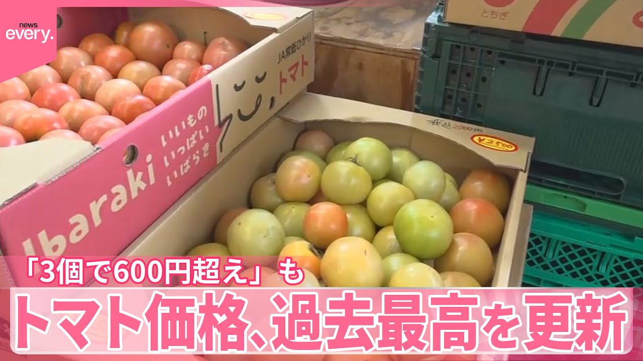熊本産地直送トマト真っ青16Kg 熊本県より産地直送 JAやつしろ 太陽の子セレブ フルーツトマト 約1