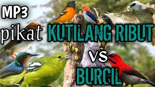 suara pikat kutilang ribut dan burcil