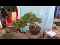 S.245 (sdt:0934938011) Bonsai giá rẻ thu hồi vốn: bằng lăng, nguyệt quế, cần thăng, sam núi, tử đằng