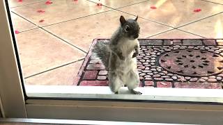 Funny Dancing Squirrel named Bucky