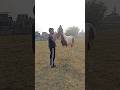 Its just a trailer horse  shorts  nikhil chunara arts 195m