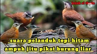 suara pikat pelanduk topi hitam ampuh pikat burung liar d jamin langsung datang #part 080