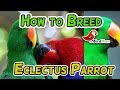 How to Breed Eclectus Parrot - Urdu/Hindi