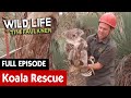 Collecting Koalas in Australia | FULL EPISODE | S3E06 | The Wild Life of Tim Faulkner