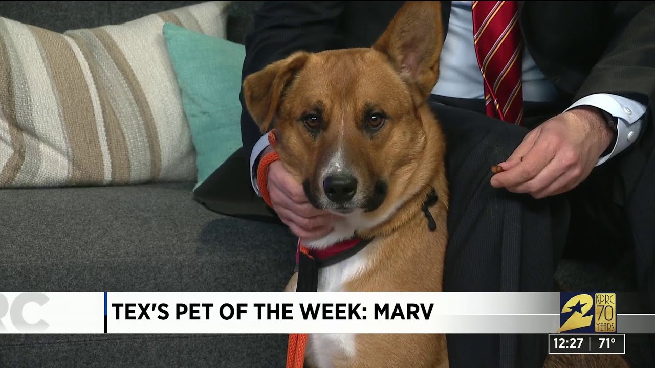 Pet of the week: Marv - YouTube