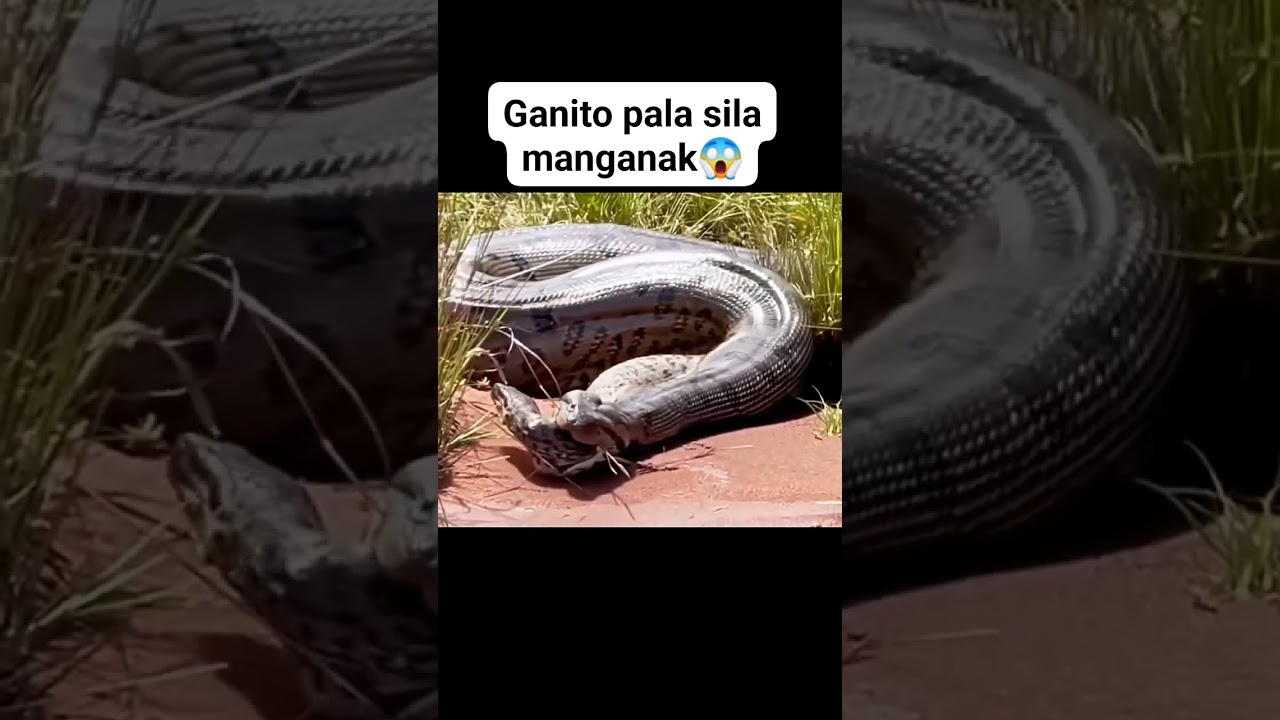 Watch HOW SNAKE GIVE BIRTH