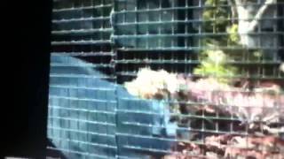 Kagu Bird Kagu Bird