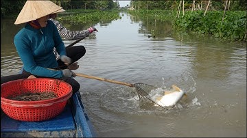 1578  Giăng câu trúng bầy cá tra sông Cái Bé