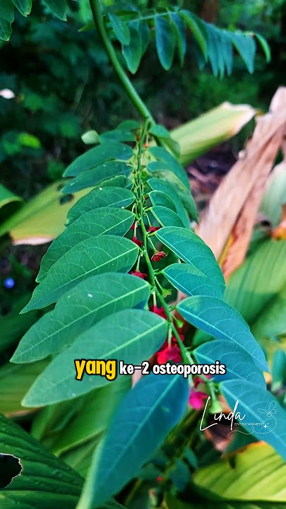 5 Diseases That Can Be Treated With K4tuk Leaves... 😱⁉️#tips #healthtips #info #healthinfo #natur...
