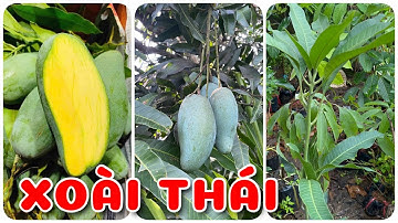 Cây Xoài Thái | 0386569374 - Ngọc Ngân Bến Tre | Chuyên cây độc lạ