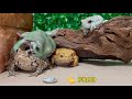 Frog eat toad by mistake for food!Australian green tree frog, Miyako toad, Amazon milk frog