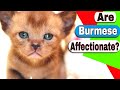 Are Burmese cats affectionate? How much is a Burmese kitten? の動画、YouTube動画。