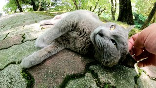 灰色猫「おい人間、モフらせてやるからついてこい」