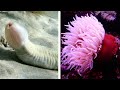 TOP 15 DANGEROUS Ocean Creatures