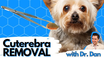 Cuterebra or Bot Fly Removal in the Dog