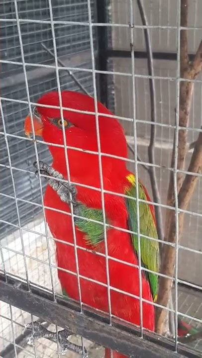 Burung Nuri Pintar Bicara Panggil Nama