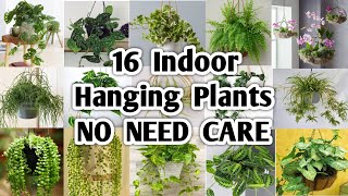 16 Indoor Hanging Plants no need Care | Hanging Plants no need much care | Plant and Planting