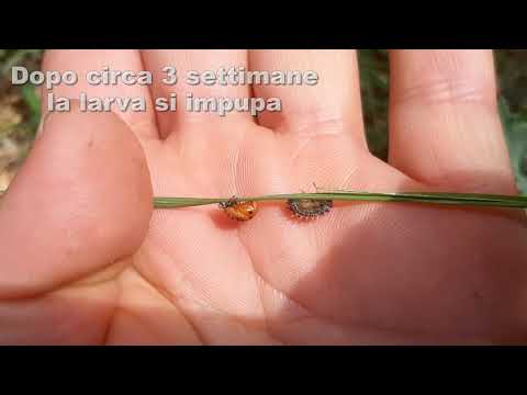 Video: Come sbarazzarsi delle coccinelle in casa?