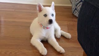 Our New Siberian Husky Puppy Nova! by gardea23 17,699 views 2 years ago 53 seconds