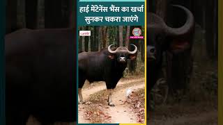 Barnawapara Wildlife Sanctuary में 6 भैंसे साल में खाते हैं 40 लाख का खाना, 4 लाख का पानी पीते हैं!