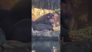 Baby Hippo Fritz with Dad Tucker  Cincinnati Zoo #shorts