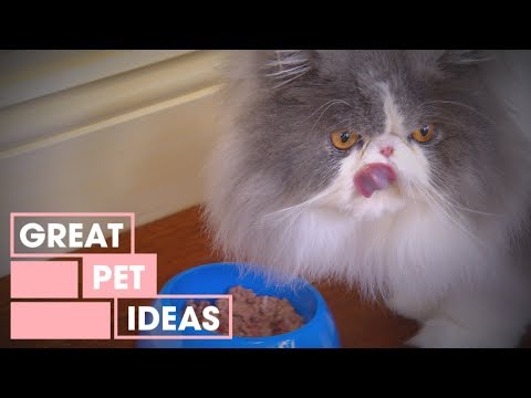 pet-food-hacks-|-pets-|-great-home-ideas