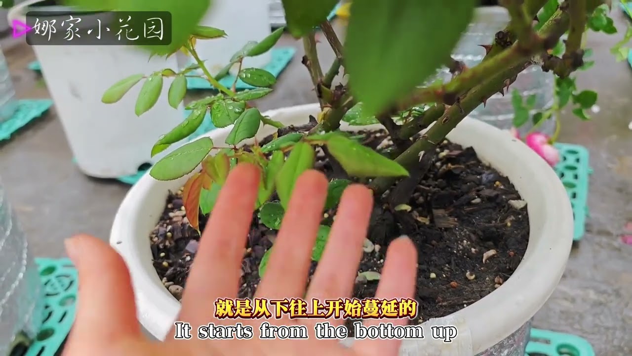 梅雨季节如何预防月季的黑斑病？如何施肥？需要避雨吗？How to prevent black spot disease of roses during the rainy season?