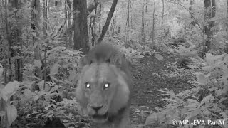 ⁣Lion makes surprise comeback in Gabon
