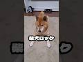 無加工 #柴犬 #柴犬ロック