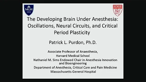 The Developing Brain under Anesthesia: Oscillations, Neural Circuits, and Critical Period Plasticity