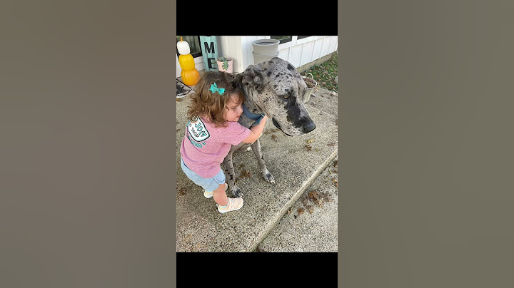 Heartwarming Moment: Toddler Embraces Gentle Giant Dog#DogLove #ToddlerAndDog