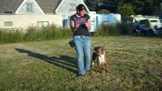 Awesome Boxer Dog Tricks