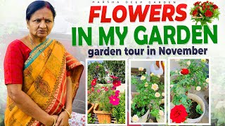 పూల సిరులు నవంబరు లో/ my garden flowers in November | Flower Garden At Home | Harsha Deep garden