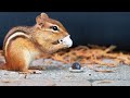Chipmunk Extravaganza! Ultimate Video For Cats To Watch