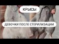 Как крысы себя чувствуют после операции?(Ограничения в прыжках) Уборка в клетке и старик Финик!