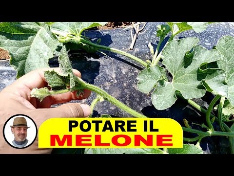 Video: Cos'è un melone di Natale – Coltivare i meloni di Babbo Natale in giardino