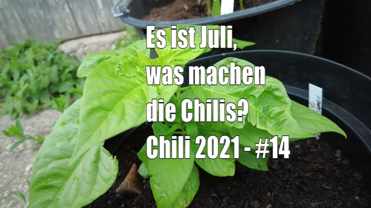Chilis im Juli: Dieser 6-Punkte-Check entscheidet über die Ernte