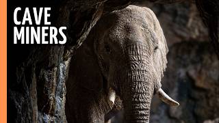 The Cave Elephants of Mount Elgon