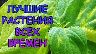 ЛУЧШИЕ РАСТЕНИЯ ВСЕХ ВРЕМЕН