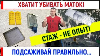 Хватит убивать маток! Подсаживай правильно! Стаж - не опыт.