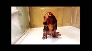 Funny Dachshund Compilation # 2