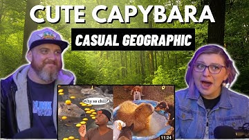 The Science Behind the Unproblematic Nature of the Capybara @mndiaye_97 | HatGuy  @gnarlynikki React