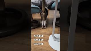 여름 준비하는 애기-핫스팟소개 #고양이#cat