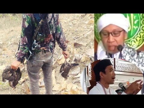 Video: Bolehkah anda menembak burung merpati?