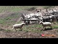 Angry Ram Battle || sheep farm ||