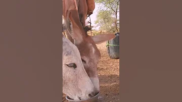 يا دروب لوين تودي 