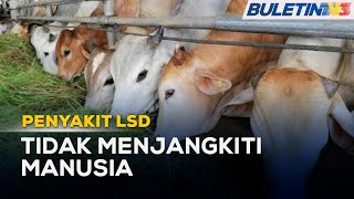 PENYAKIT LSD | Jualan Ternakan Lembu Terjejas