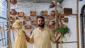 java Sparrow breeding tip||java nesting material||best nesting material for java sparrow.