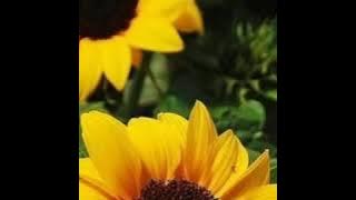 GMB  I will always love you.