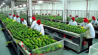 Why Avocados Are So Expensive - Millions of Avocado Production Factory